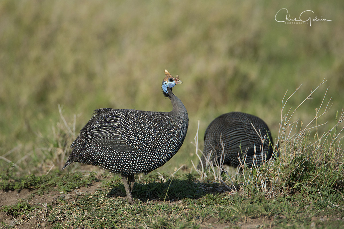 Helemted Guineafowl 4365